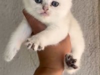 British Shorthair Yavrular
