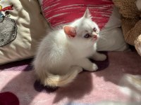 Safkan British Shorthair Yavru Kedilerimiz