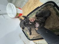 Saf kan 6 haftalık french bulldog bilgi için arayınız