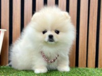 Safkan Pomeranian Boo Yavrularımız