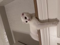 Scottish fold yavrum lila