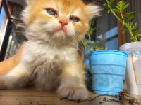 Şecereli Golden British Longhair Yavrular
