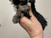Yorkshire terrier erkek
