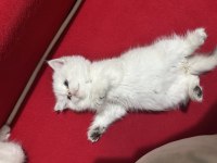 British golden shorthair by1133