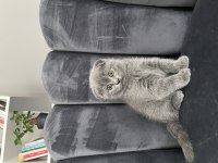 Scottish fold