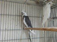 Çift sultan papağanı