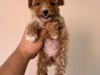 Irk Ve Sağlık Garantili Maltipoo Bebeklerimiz