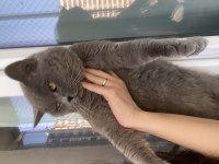 Erkek british shorthair orjinal ırk