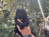 Safkan en küçük boy maltipoo siyah yavrular