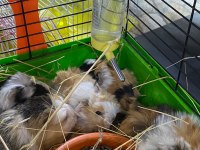 Guinea pig yavrular ele alışkın
