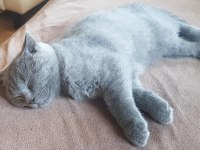 Sahiplendirme scottish fold