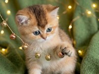 Golden british shorthair