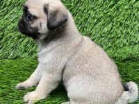 PUG MOPS MUHTEŞEM PUG GÜZELLER