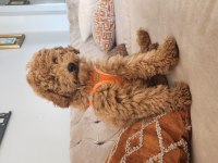 Evde bakılan çok akıllı poodle yavru