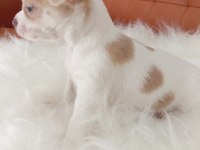 Irk Şampiyonu Babadan SAFKAN Chihuahua