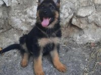Almam kurdu yavruları