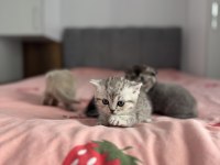 Teslime hazır scottish fold yavrular
