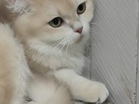 British Shorthair Cy12