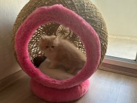 Chinchilla 2 aylık güzel yavrumuz