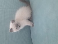 Son üç yavru british shorthair