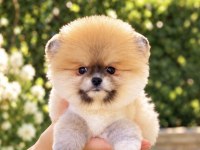 PORTAKAL GİBİ DİŞİ POMERANİAN BOO