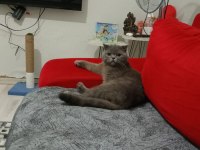 Scottish fold 2,5 aylık