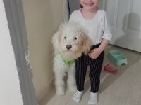 Maltipoo köpek sahiplendirme