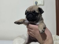 Pollyynin bebekleri yeni evine gitmeye hazır pug