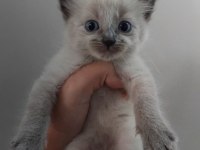 SİYAM KEDİSİ MAVİ GÖZ ORJİNAL CANLI GELİP BAKABİLİRSİNİZ