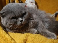 Scottish Fold Dişi Long Hair Yetişkin