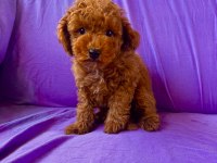 Dişi ve erkek toy poodle bebekler
