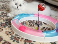 Scottish fold (ücretli sahiplendirme)