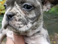 2 Aylık French Bulldog Yavrular