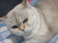 British Shorthair Kedimiz