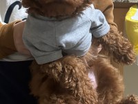 3 Aylık Toy Poodle Yavrusu