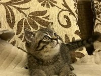 Dişi british longhair iç-dış