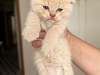 British shorthair bebeklerimize yeni yuva arıyoruz