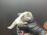 French bulldog 2 günlük