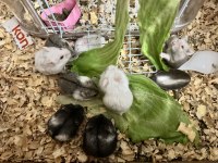 Hamster Ataşehir