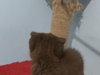 Scottish fold çikolata