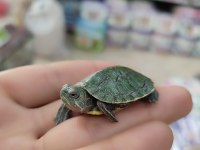 Su Kaplumbağası Bebek Kırmızı Yanak