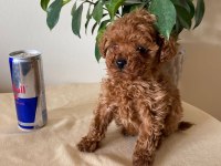 AİLEDEN UFAK BOYUTLU TOY POODLE UYGUNA