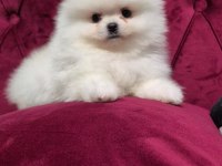 pamuk dişi erkek pomeranian