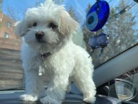 Zeka Küpü Maltipoo Bebekler