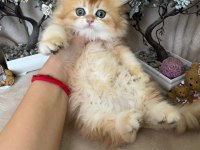 British longhair ny12 dişi erkek