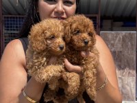 Ufacık red toy poodle yavrularım