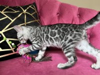 Silver Bengal Yavruları ( Faturalı) 