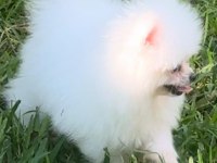 Karbeyaz Pomeranian Boo
