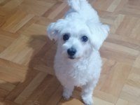 4 aylık sıfır malta terrier dişi