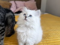 British longhair / scottish fold